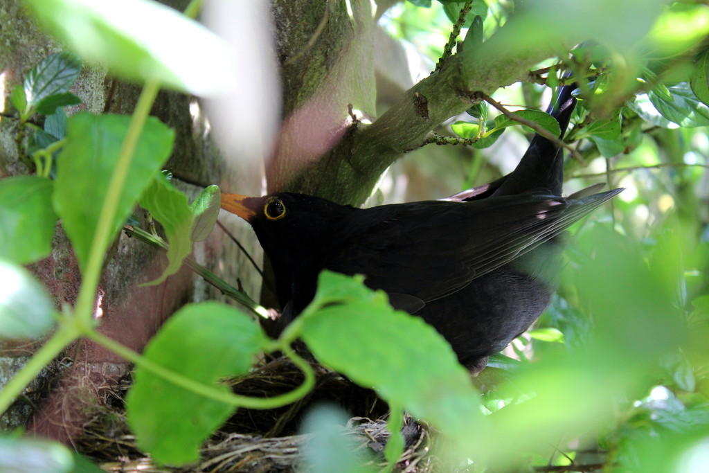 Blackbird by jeff