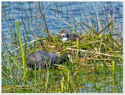 8th Jun 2016 - Coot Chick On The Nest
