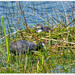Coot Chick On The Nest by carolmw
