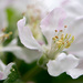 Apple Blossom #2 by novab