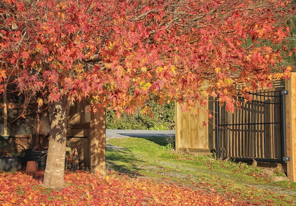 Maple gateway  by kiwinanna