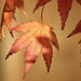 Macro maple leaf by kiwinanna