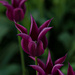 Dark tulips by elisasaeter