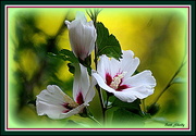 8th Jun 2016 - Another Rose of Sharon in Bloom