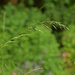 grass seed by ianmetcalfe