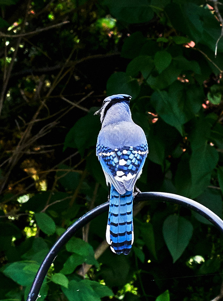Bluejay Back View by gardencat