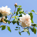 rose bush by callymazoo