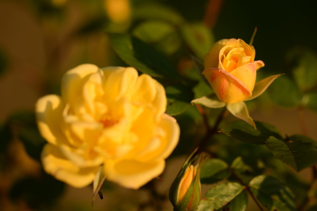 Norfolk rose by christophercox