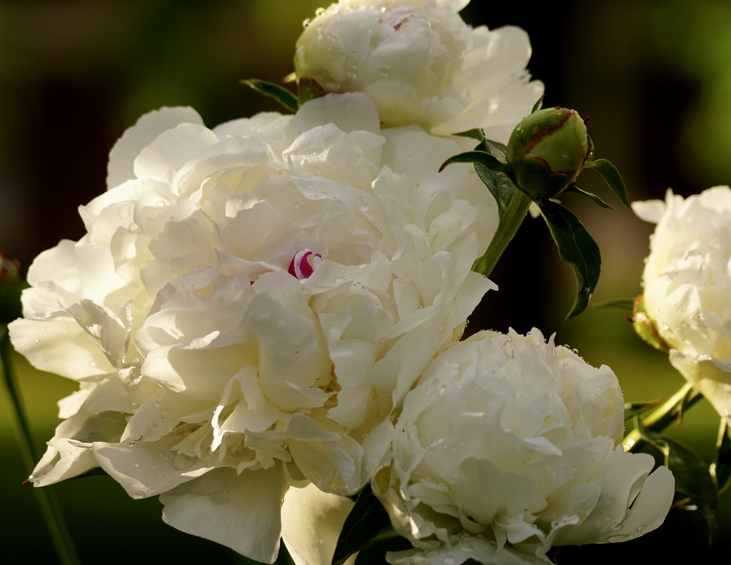white peonies by amyk