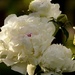 white peonies by amyk