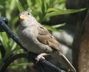 7th Jun 2016 - fledgling sparrow