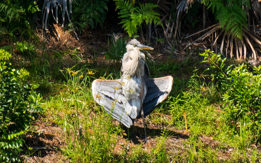 Blue Heron Sunning! by rickster549
