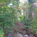 Rain Forest trail by ianjb21