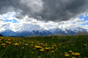 25th May 2016 - Dandelions and Tetons