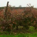 Persimmon orchard  by Dawn