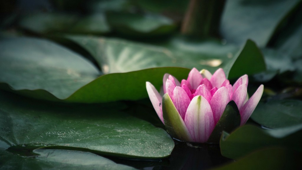 Water Lily by pflaume