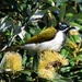 Blue Faced Honeyeater... by happysnaps