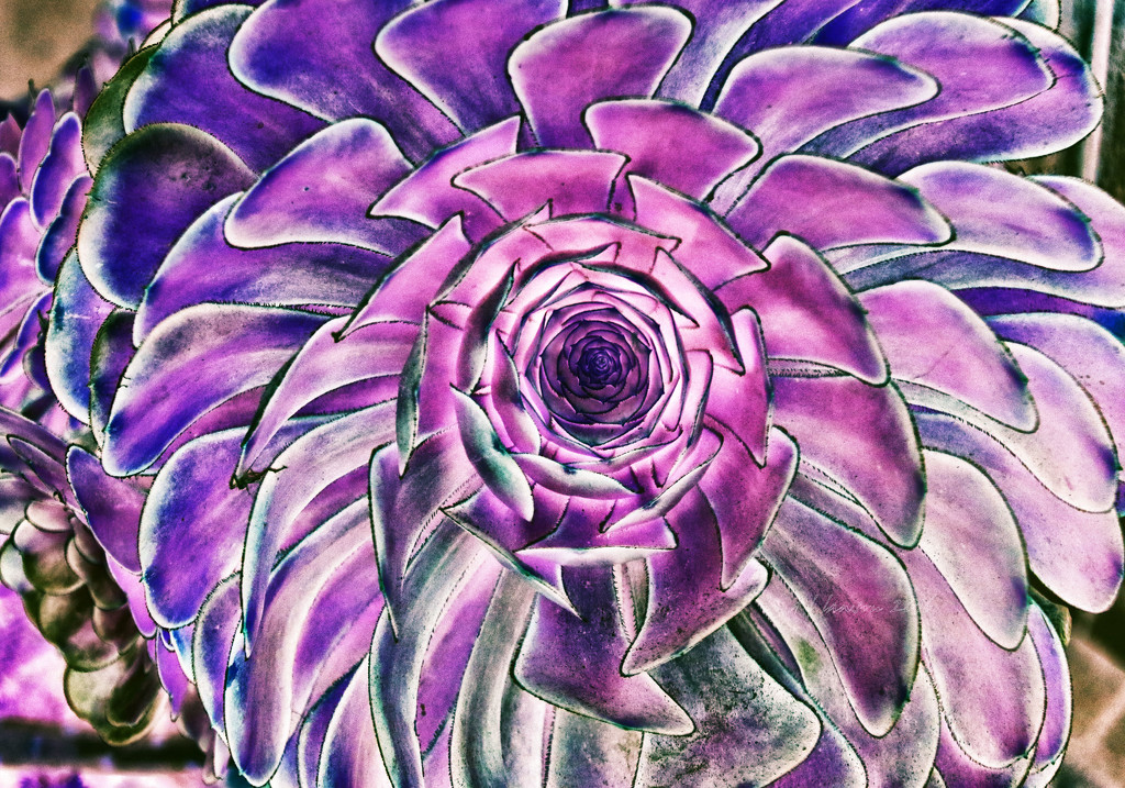 Purple Succulent  by flygirl