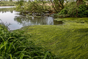 6th Jun 2016 - June2016-6 Possible river pollution: 3 Alresford Pond