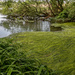 June2016-6 Possible river pollution: 3 Alresford Pond by jqf