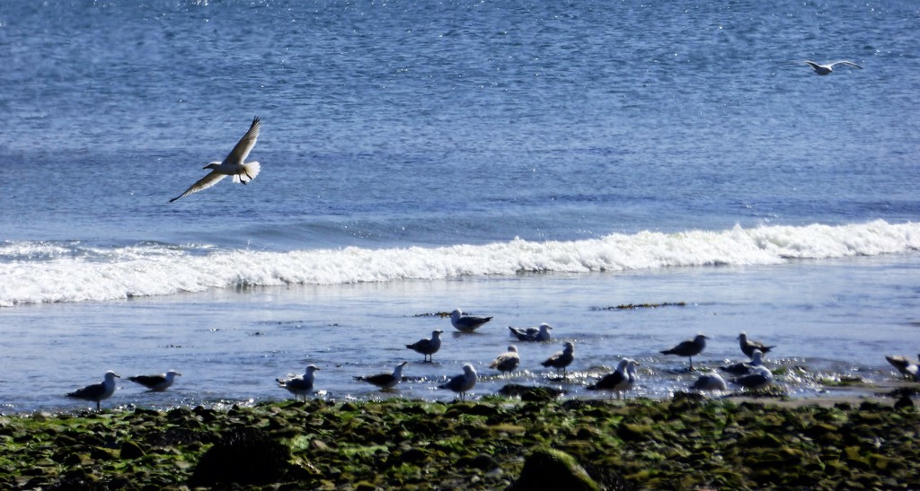 A flock of gulls  by beryl