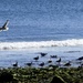 A flock of gulls  by beryl