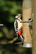 9th Jun 2016 - Woodpecker
