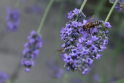 9th Jun 2016 - Lavender honey?