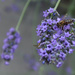 Lavender honey? by cherrymartina