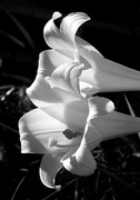 9th Jun 2016 - Lilies in the morning
