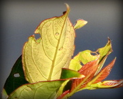 7th Jun 2016 - Crepe Myrtle leaves