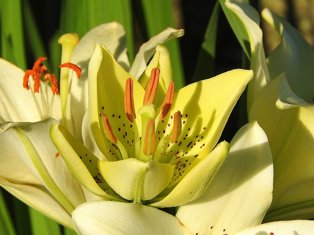 New lily in the morning sun by homeschoolmom