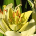New lily in the morning sun by homeschoolmom