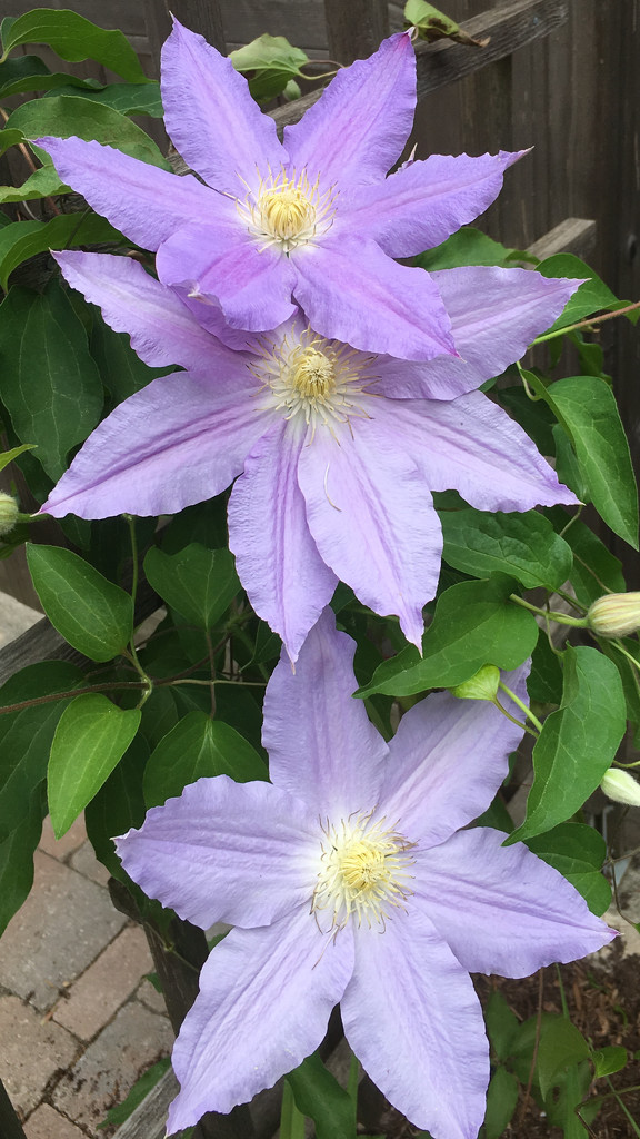Huge Clematis by frantackaberry
