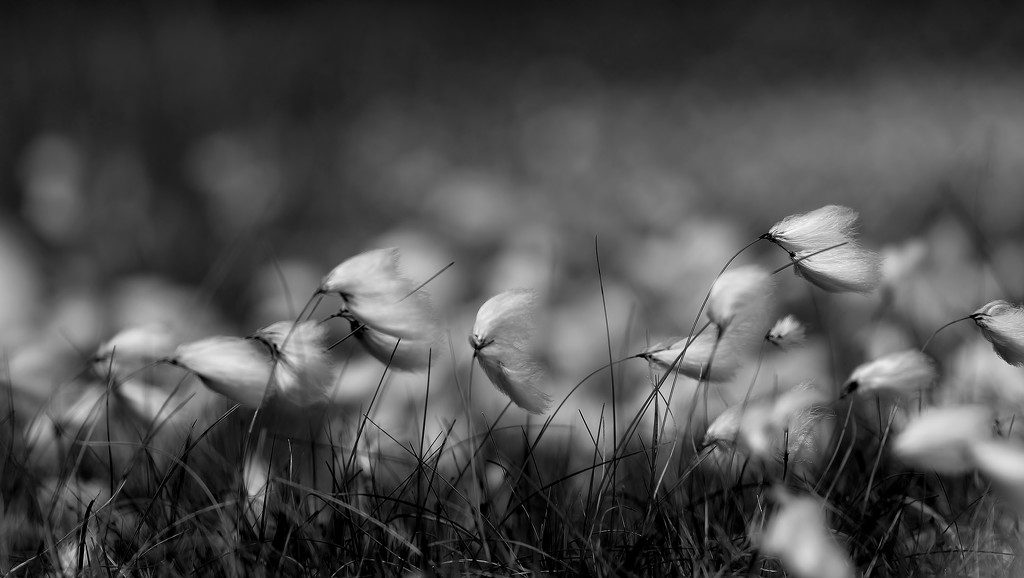 Fellside Cotton Grass by motherjane
