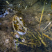 frog by rubyshepherd