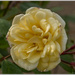 Yellow Rose by pcoulson