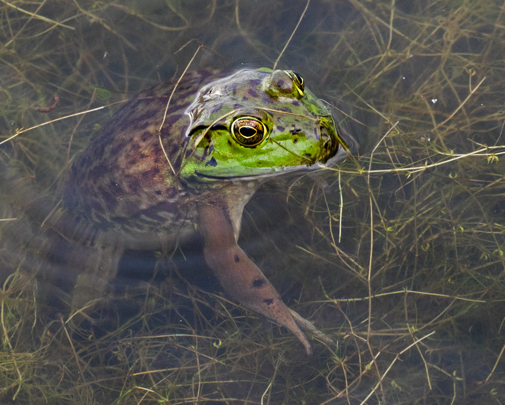 Bullfrog by rminer
