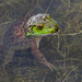 Bullfrog by rminer