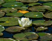 8th Jun 2016 - Water Lily with Reflection