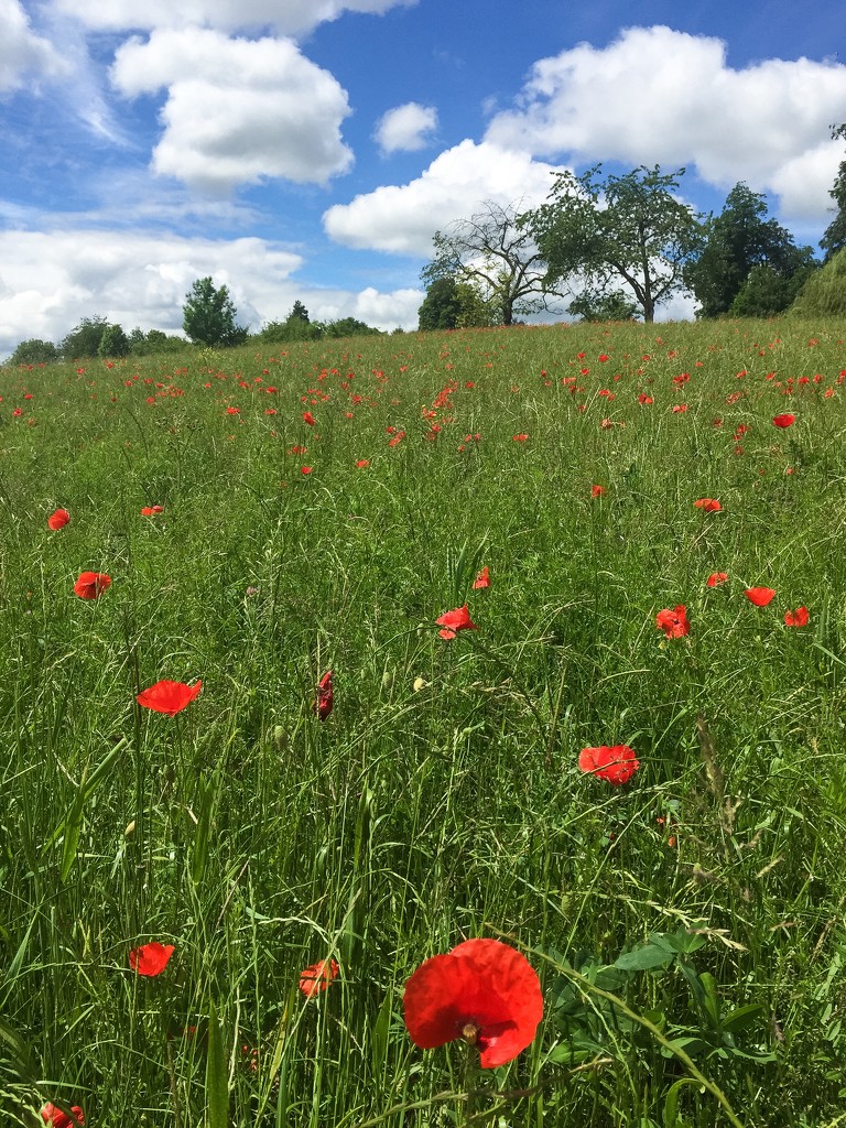 Poppies field by cocobella