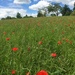 Poppies field by cocobella