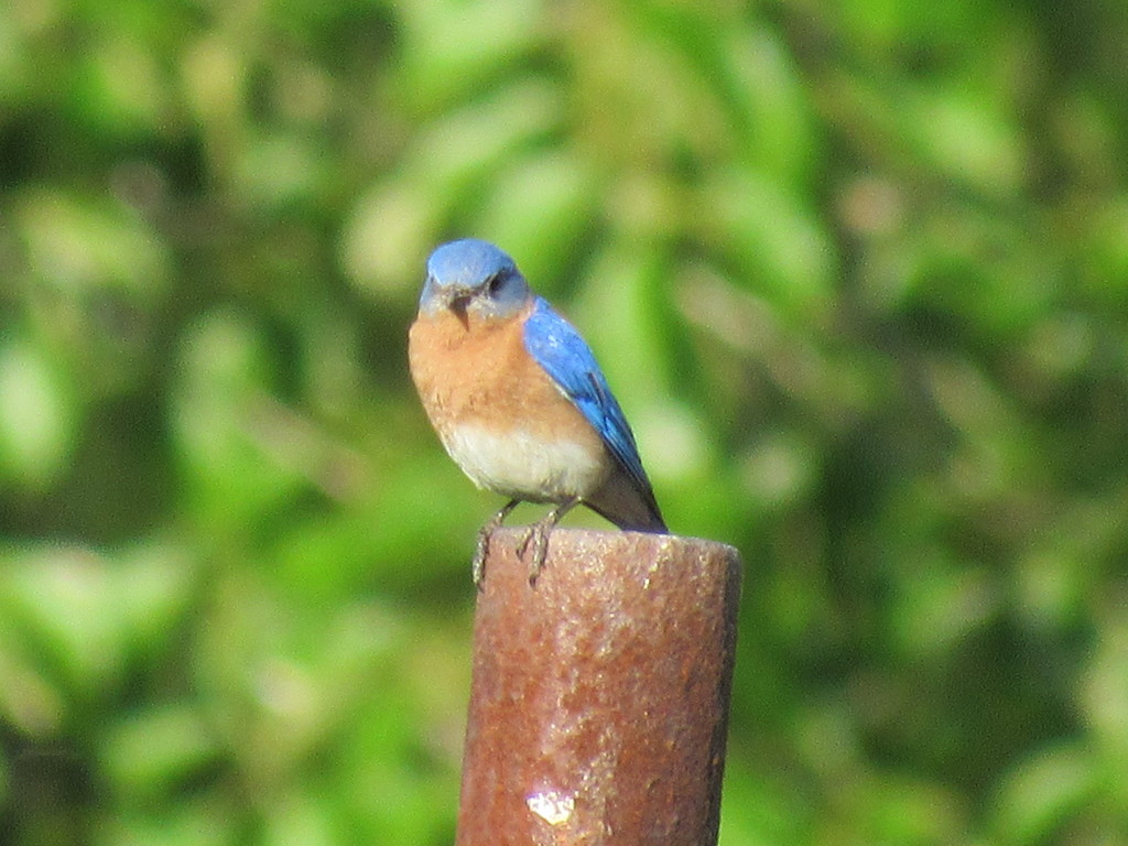 Bluebird by mlwd