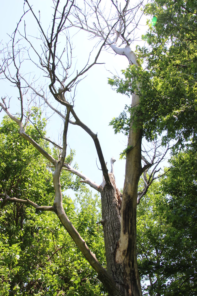 Dead tree in the grove by bjchipman