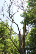 9th Jun 2016 - Dead tree in the grove