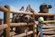 9th Jun 2016 - Feeding Camels