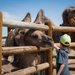 Feeding Camels by tina_mac