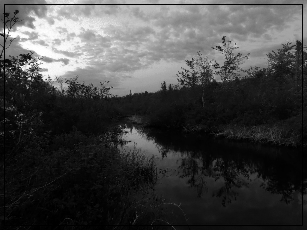 The Bog in Spring at Dusk (Black and White) by olivetreeann