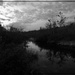 The Bog in Spring at Dusk (Black and White) by olivetreeann