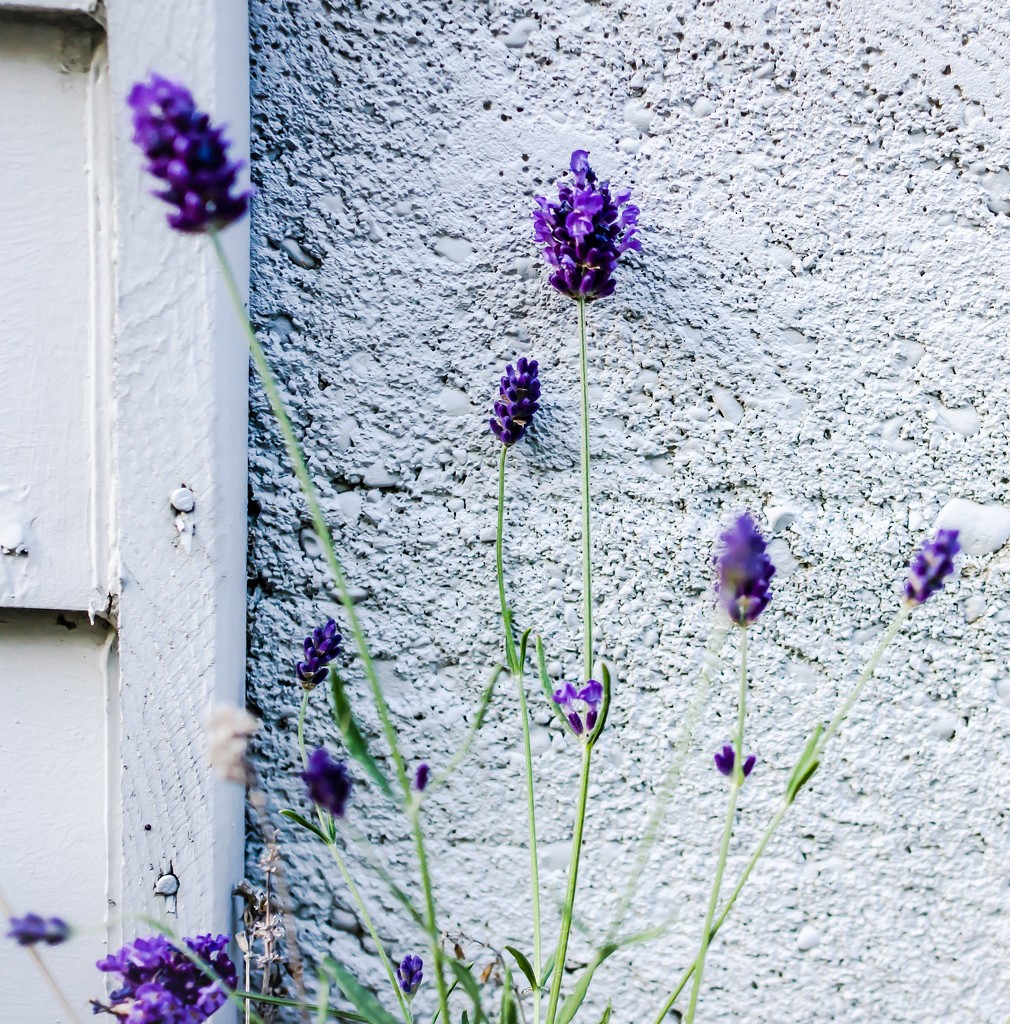 Urban lavender by cristinaledesma33